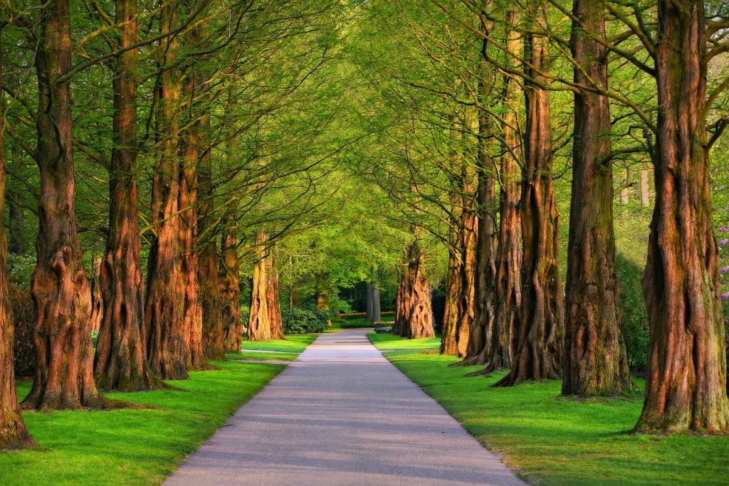 pathway, park, trees-3596034.jpg